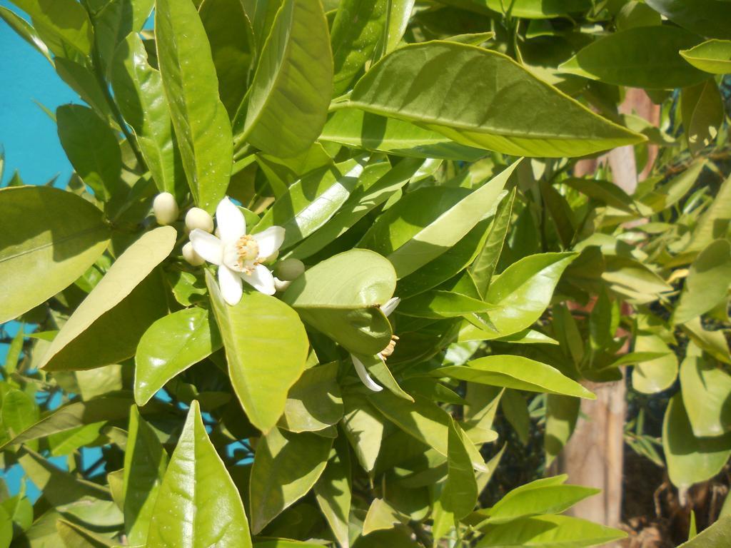 Riad Passiflora Φεζ Εξωτερικό φωτογραφία